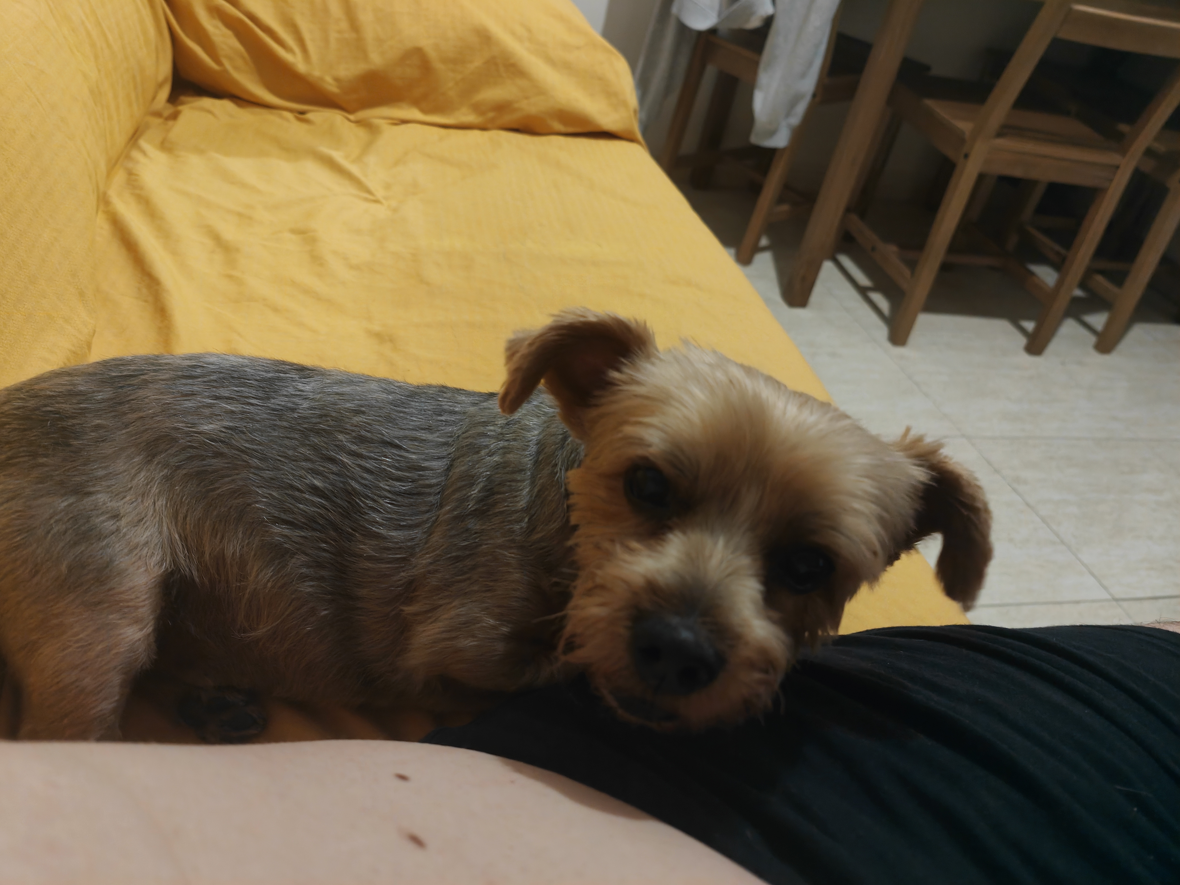 Mascota en guardería en casa